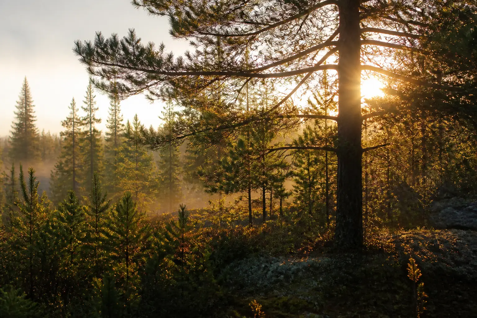 Sun through pine branches at first light